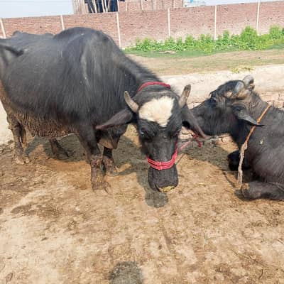 gabban bhains buffalo maj dodh Bhi dy rhi hai