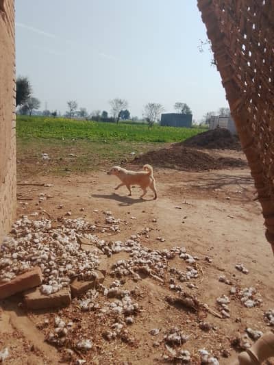 Mixed breed"My dog's name is Moti. He is white in color and is healthy