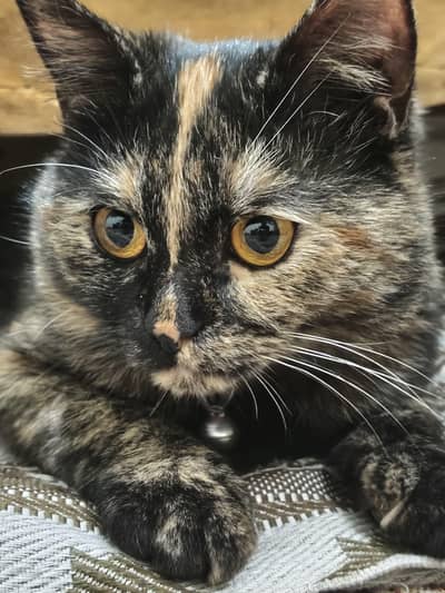 tortoiseshell cat