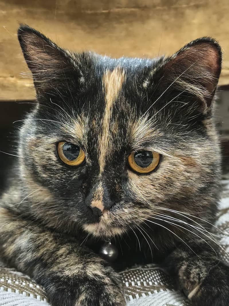 tortoiseshell cat 1