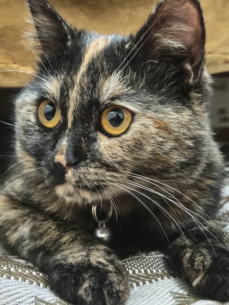 tortoiseshell cat 2