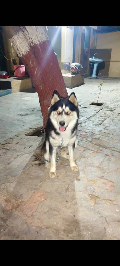 Sieberian Husky double cout