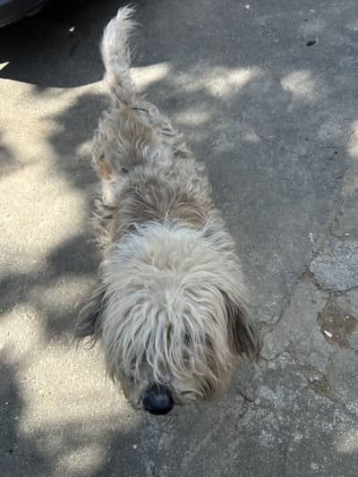 Shitzu female 2 years for sale