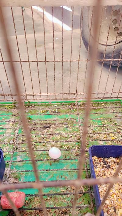 Ringneck Parrot Breeder Pair' with 1 Egg