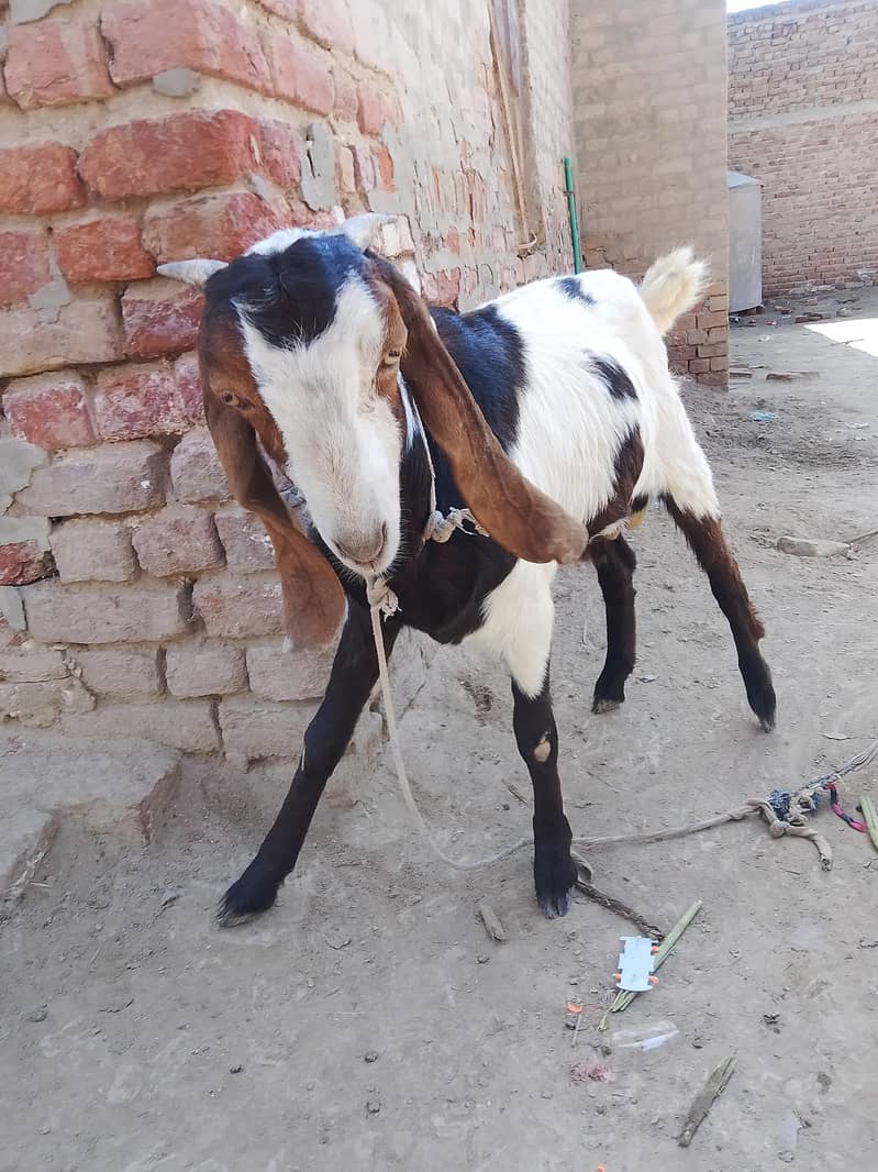 bakra 1
