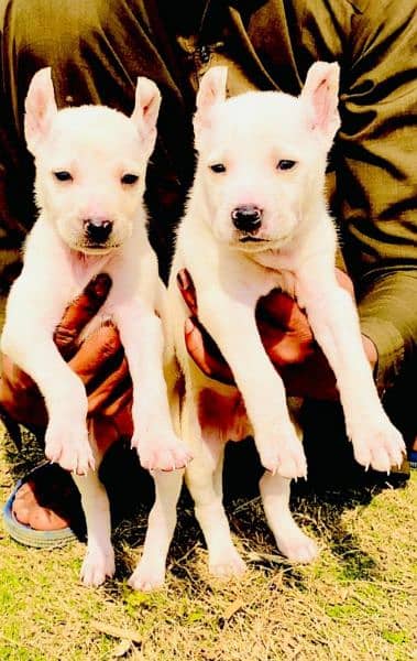 kohati gultar Mail female for sale active and healthy