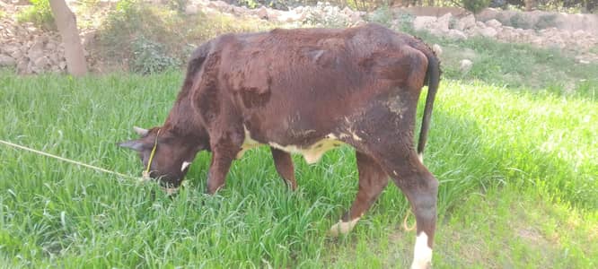 nasal khas farezan Umar 1 sal dant kheri  wazan  taqreban 4 man