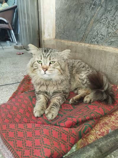 beautiful parsian cat