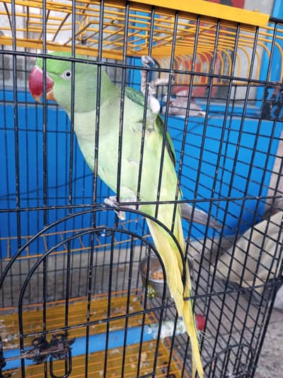 pair for sale healthy and active