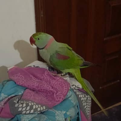 raw parrot, 4 Years, talking, hand tamed, 03702015351