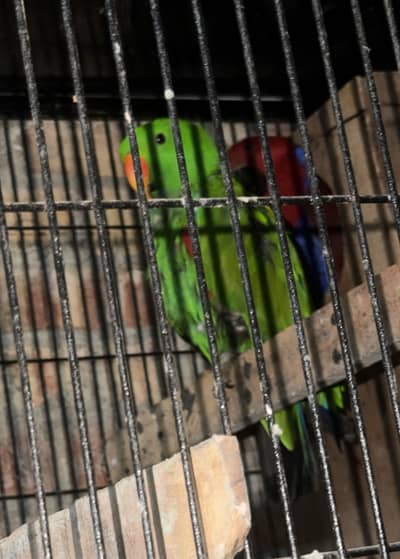 Electuse Full Grand Size pair Available