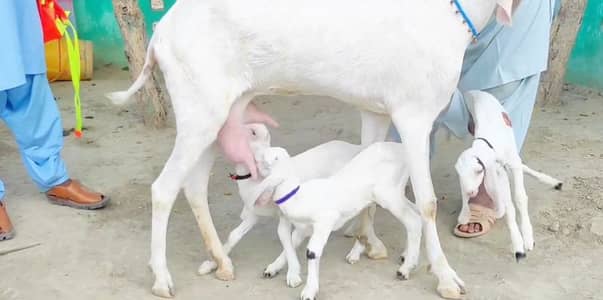 3 Bacchon Ka Sath Desi Bakri For Sale/ 03291198926