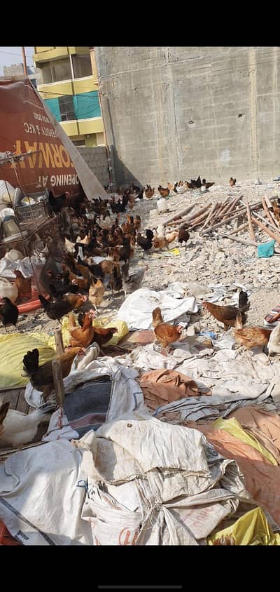 Young Misri Hens Available