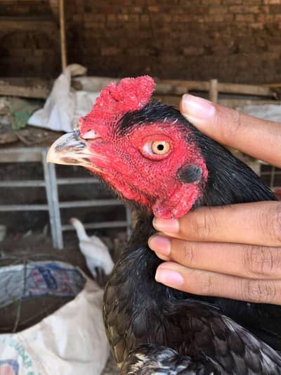 Mainwali Aseel patha