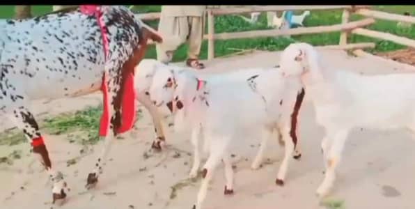 desi Beatle bakri 3 bcho wali whtsap 0325,,3211,,241