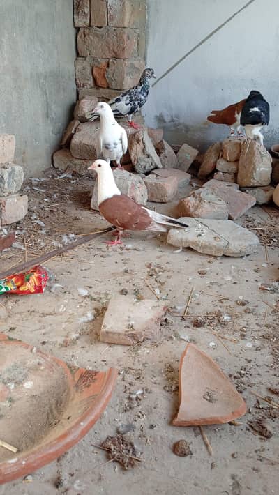 red  karbali low price