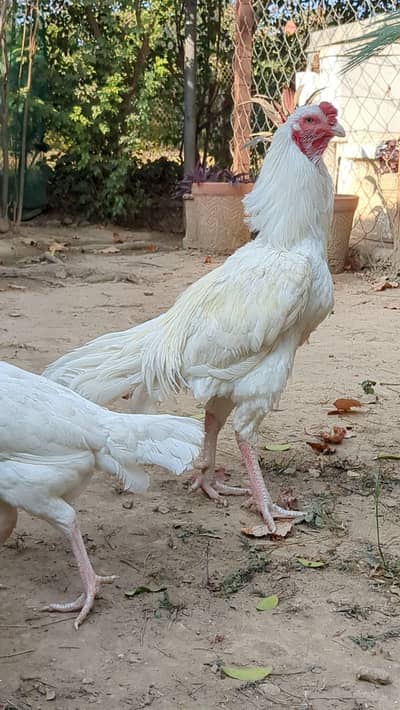 White Heera Aseel  Fertile eggs and chicks available