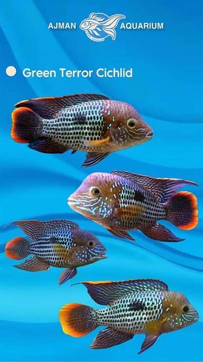 Green terror super bright, Angel, platinium bicher , golden arowana