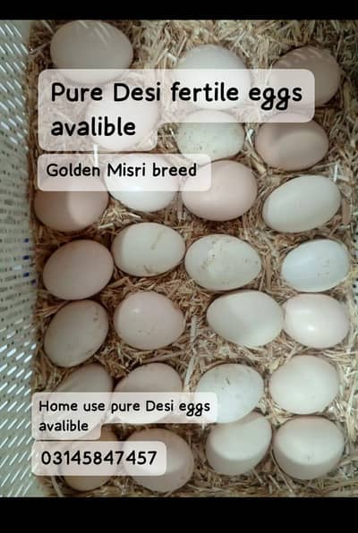 Desi eggs  for sale 12 =  500   pure Desi fertile eggs 70