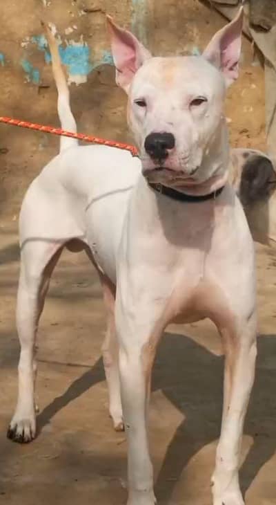 khoti gultair male for sale 03279153811 contact