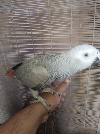 African grey parrot