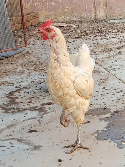 golden misri egg laying 1500 fnf each