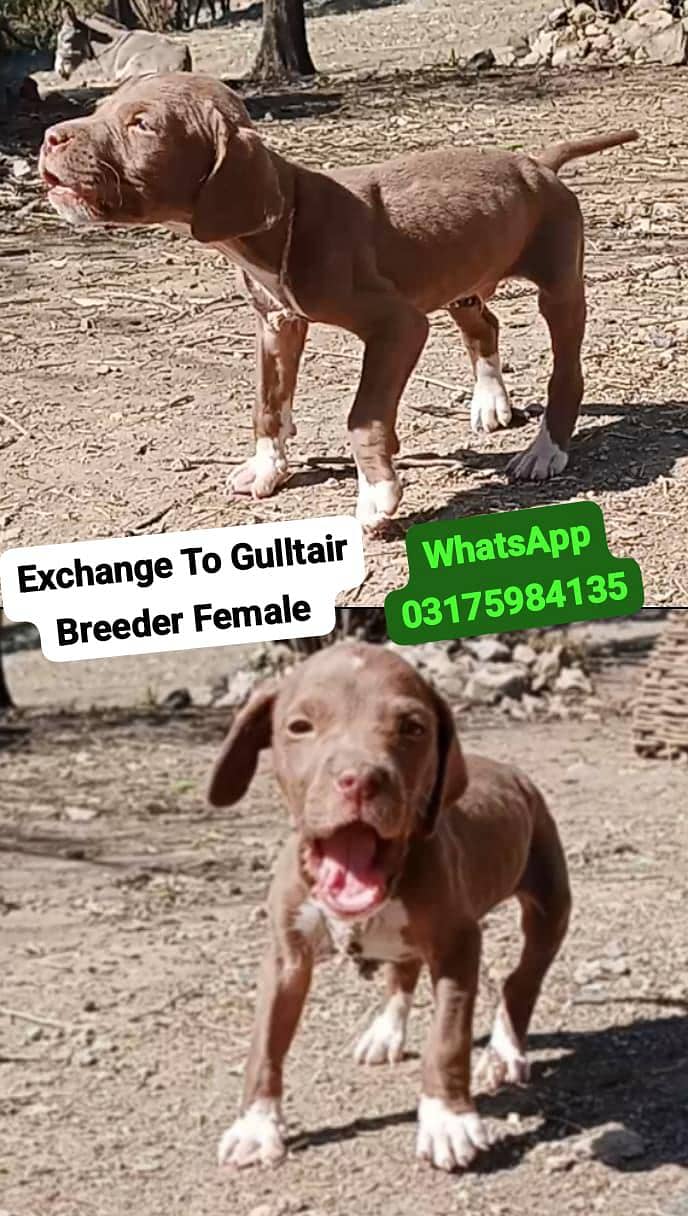 Pure English Pointer 0