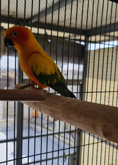Sun conure, Rossella, Rump, Cocktail, Exhibition