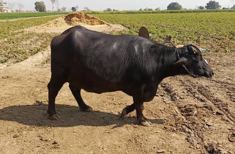 Neeli Ravi katti سونے والی تیار نیلی راوی کٹی