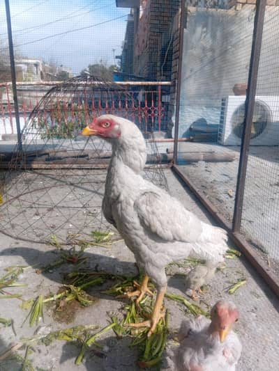 White aseel (murghi)