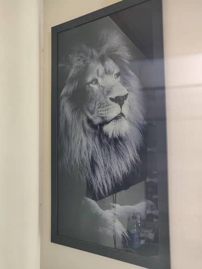 beautiful lion scenery