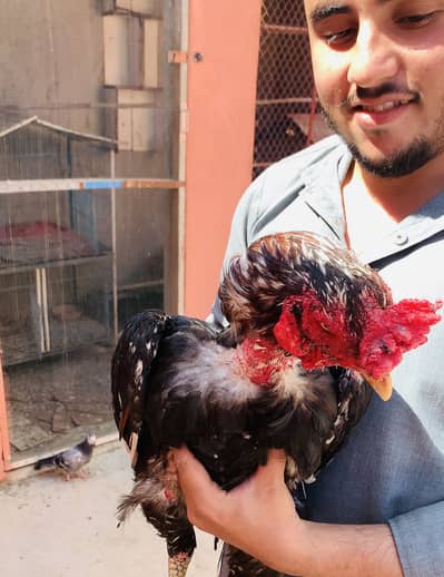 I am selling my bird