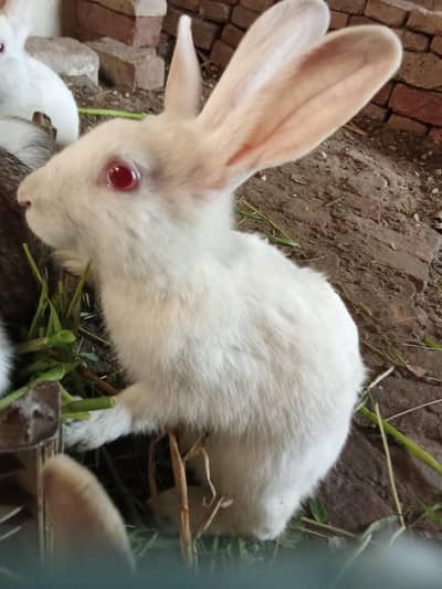 new Zealand bread rabbits for sale