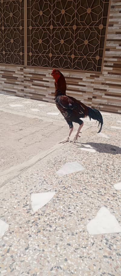 Aseel setup for sale,,, Chattal village