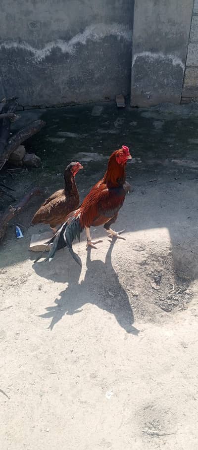 Aseel setup for sale,,, Chattal village