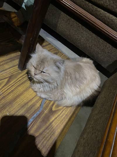 male persion cat available with heavy fur quality and litters trained