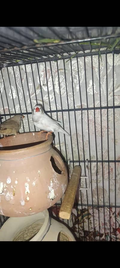 Finch for sale