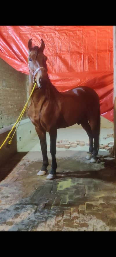 show quality 2 wachery