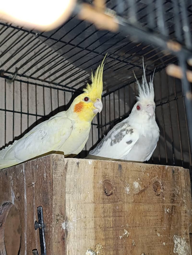cockatiel fellows 2