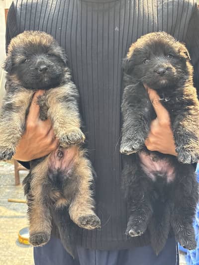German Shepherd/Puppies/GSD/ Long Coat/Pedigreed/Show class/ Black