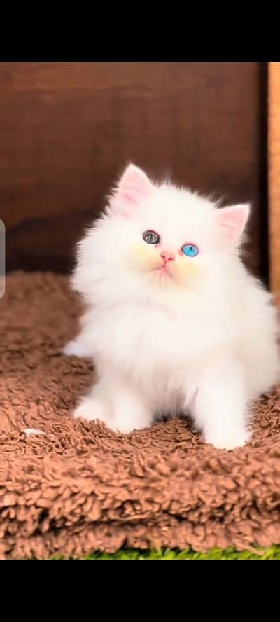 Persian cat latest Tran panch face Blue eyes