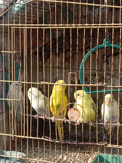 Australion pearot for sale. . WhatsApp no. 0347.1521806