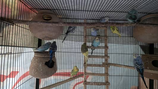 Australian Parrots For Sale . . . . Adult Pair