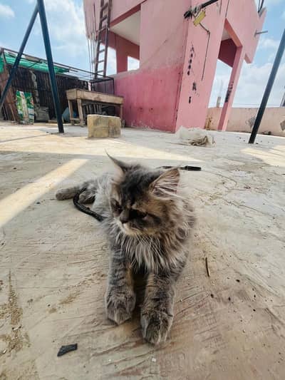 This Cat is persian This is so friendly like our Family so kindness