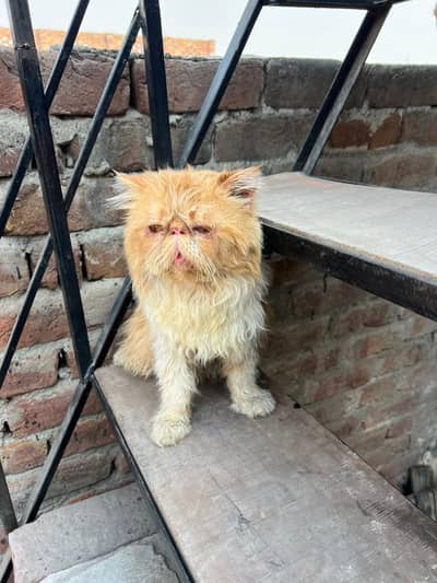 piki pure persian stud male