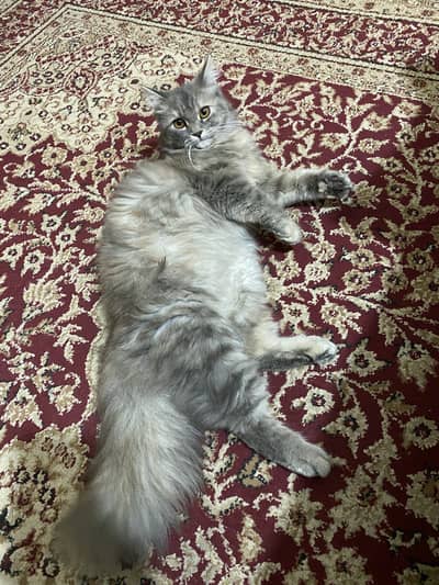 Persian  female cat available