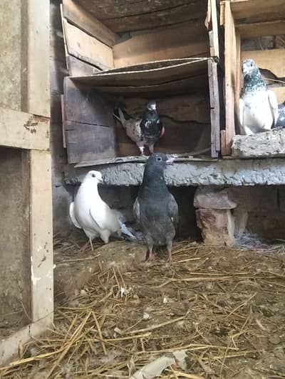 Ghr key 2 bucha ha kalay walay kuch katay huva ha total 11 pic ha totl