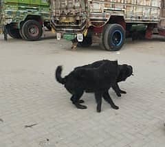 Black German shepherd Pair / long coat dog/ gsd male & female dog