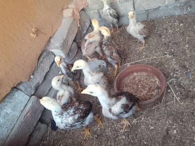 Aseel chick for sale hai high quality
