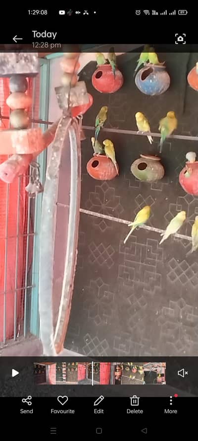 budgies/Australian